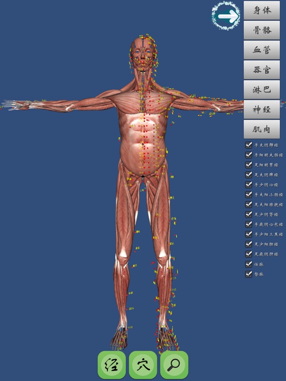 人体经穴3D图解