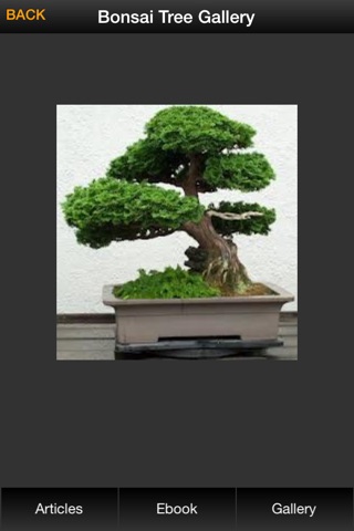 Bonsai Tree Guide - Everything You Need To Know Bonsai Tree ! screenshot 4