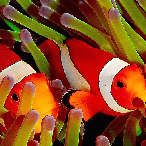 Amazing Fish Wallpapers icon