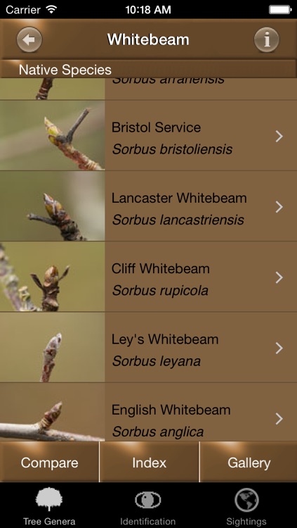 Winter TreeId - British Isles Tree Guide