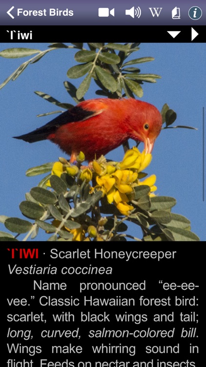 Bird ID Hawaii for iPhone