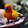 Colorful Birds - Wallpapers & Slideshow HD