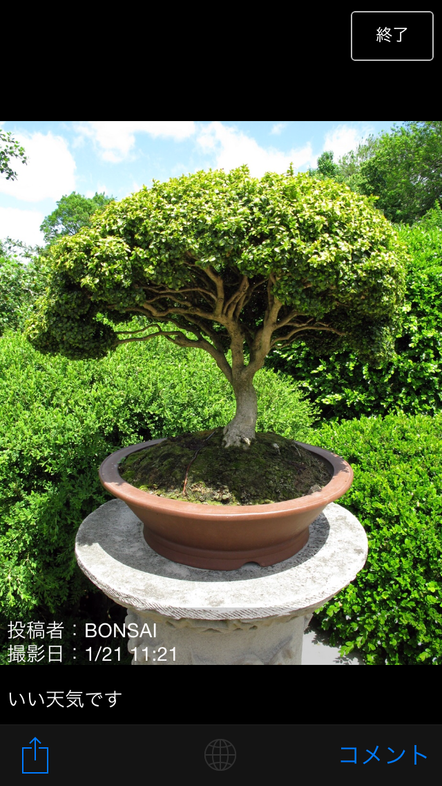 みんなの盆栽【BONSAI World】のおすすめ画像5