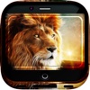 Lion Artwork Gallery HD – Animal Kingdom Wallpapers , Themes and Gallery Backgrounds