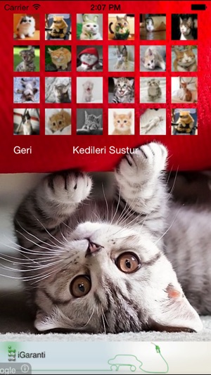 Kedi Sesleri(圖3)-速報App