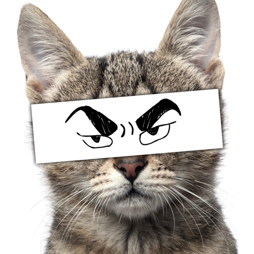 Cat Funny Anime Eyes