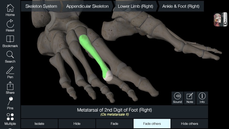 Essential Skeleton 4