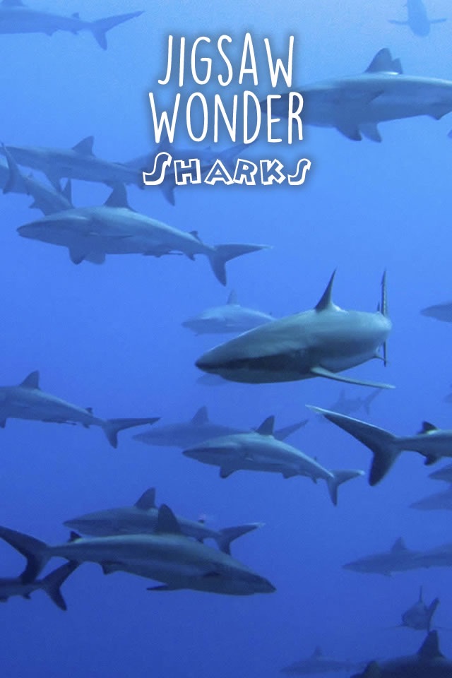 Shark Puzzles for Kids Free Jigsaw Wonder Collection screenshot 3