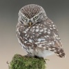 Owls Encyclopedia Pro