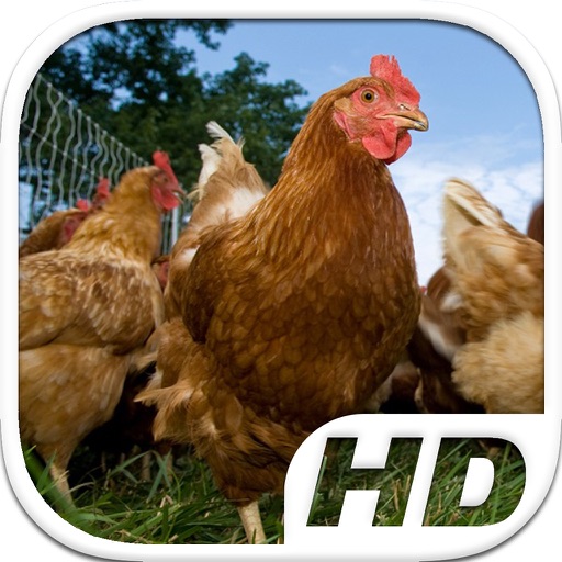 Chicken Simulator HD Animal Life icon