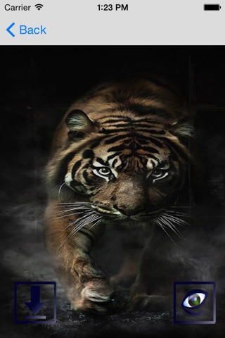 Amazing Tigers Wallpapers screenshot 2