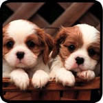 Cute Dog  Puppies-High Defination Wallpaper  Catalog