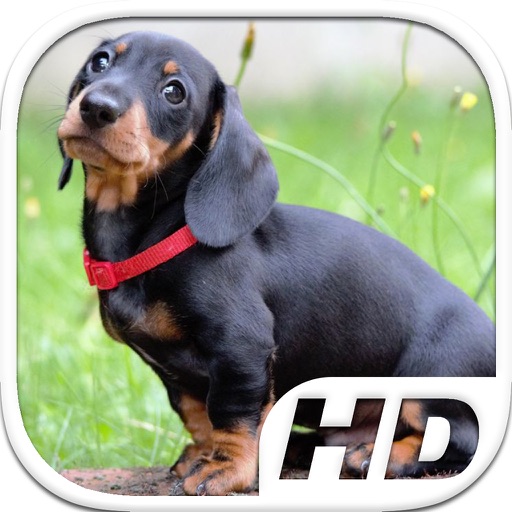 Dachshund Simulator HD Animal Life iOS App