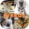 Cute Cat Breed Quiz Games