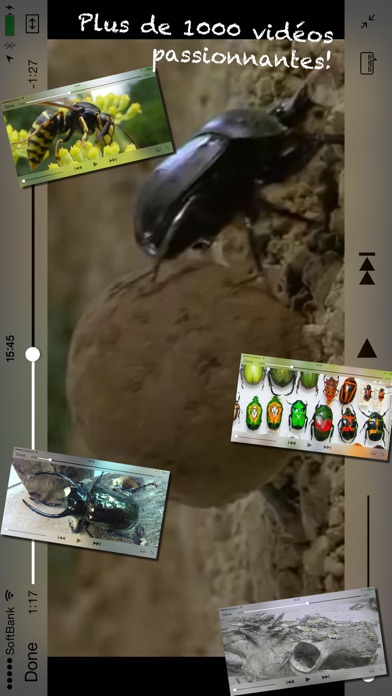 昆虫ワールド screenshot1