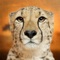 Free Play with Wildlife Safari Animals Sound game Game photo for toddlers in preschool, daycare and the creche