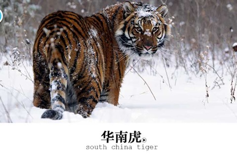 Chinese Animal screenshot 2