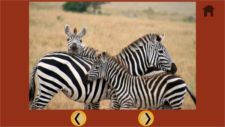 games for jungle animals - no ads screenshot-4