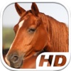 Horse Simulator HD Animal Life