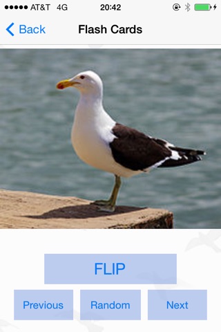 Bird Watching Guide & Identification screenshot 4