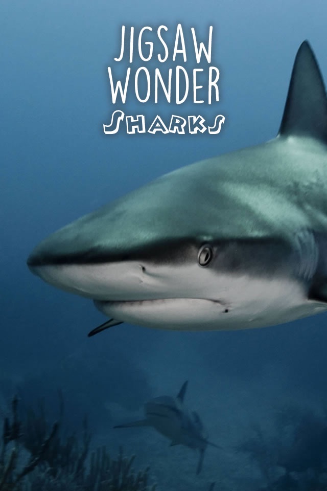 Shark Puzzles for Kids Jigsaw Wonder Collection screenshot 4