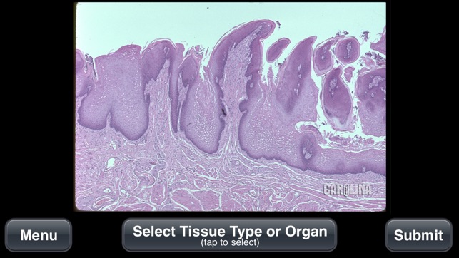 Animal Histology(圖3)-速報App