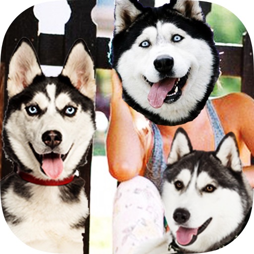 Siberian Husky Fan Snap : Add cute love stickers to your photos with just a kiss icon