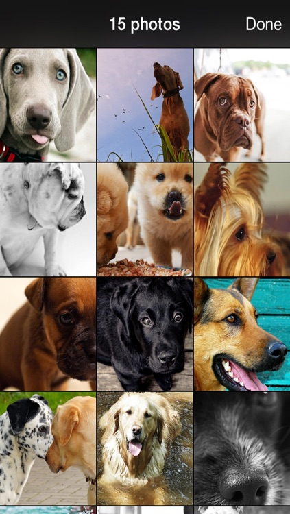 99 Wallpaper.s - Beautiful Backgrounds and Pictures of Dogs and Puppies