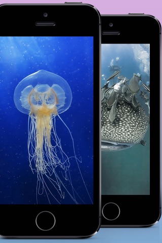 Underwater Wallpapers & Themes screenshot 2