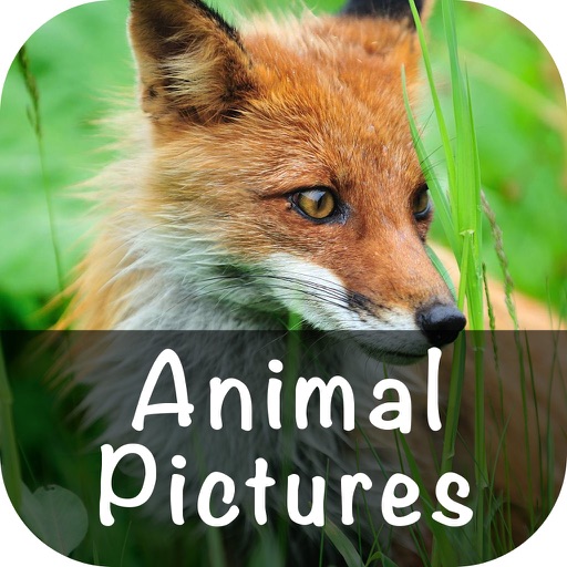 Animal Pictures Wallpaper icon