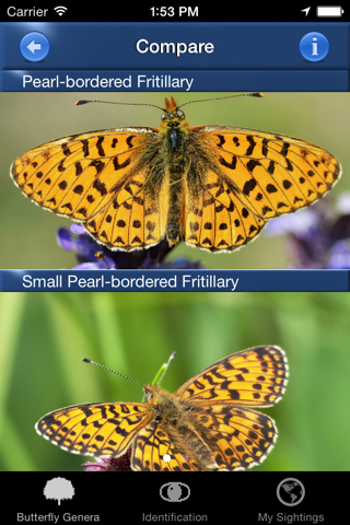 Butterfly Id - UK Field Guide screenshot 3