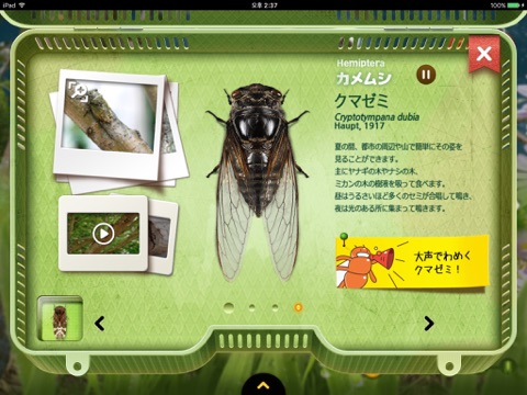 身近な昆虫 screenshot 3