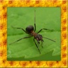 Black Ant Simulator 3D