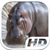 Hippo (Hippopotamus) Simulator HD Animal Life