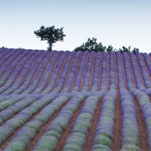 Lavander, Provence and French Riviera icon