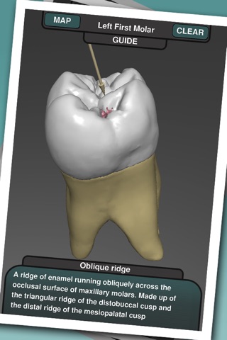 Real Tooth Morphology Free screenshot 3