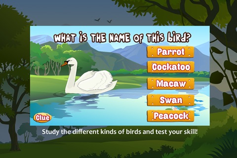 Birds of different kinds around the World screenshot 2