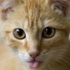 Cat Facts - Free