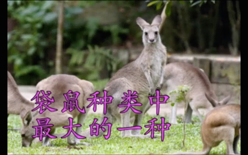 澳洲野生动物 thumbnail 4