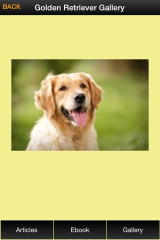 Golden Retriever Guide - Everything You Need To Know About Golden Retriever ! screenshot 3