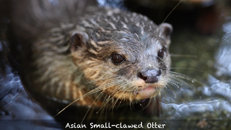 Threatened Species screenshot-3