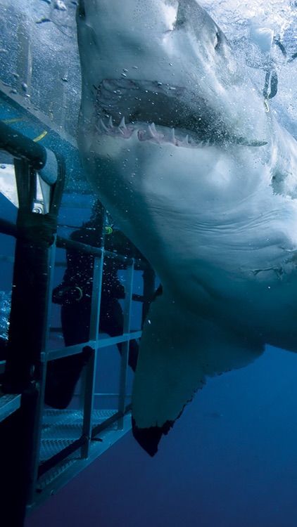 Shark Attack Survival: Great White & Tiger, Blue & Mako, Hammerhead & Whale