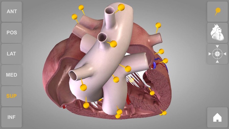 Heart - 3D Atlas of Anatomy screenshot-3