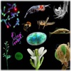 Biology Glossary