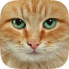 Top 48 Lifestyle Apps Like Cat Wallpapers, Themes & Backgrounds - Download Cute Cats HD Images FREE - Best Alternatives