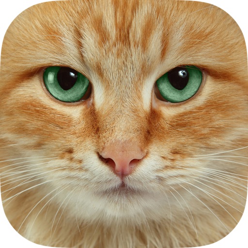 Cat Wallpapers, Themes & Backgrounds - Download Cute Cats HD Images FREE iOS App