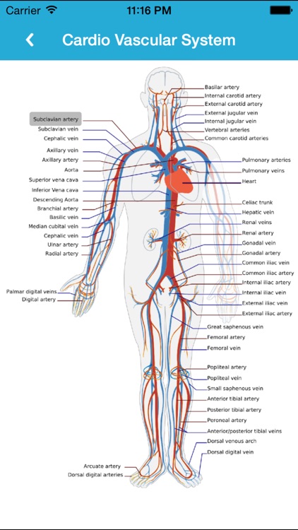 Anatomy Guide (Pocket Book)