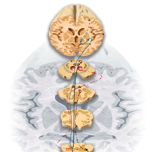 Miniatlas Central Nervous System