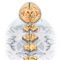 Amazing Anatomy application where you will be able to see Central Nervous System related images in detail