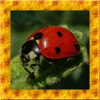 Ladybug Simulator 3D